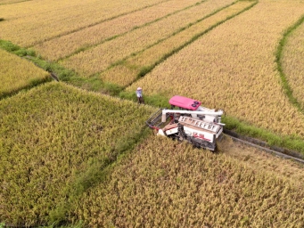 广西三江：稻浪金黄 秋收正忙