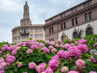 上海：苏州河畔绣球花开
