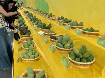 签约1.2亿元！百色芒果丰收季又迎一笔大订单