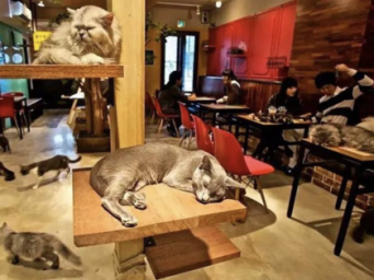 宠物“它经济”崛起 国产品牌快速追赶国际巨头